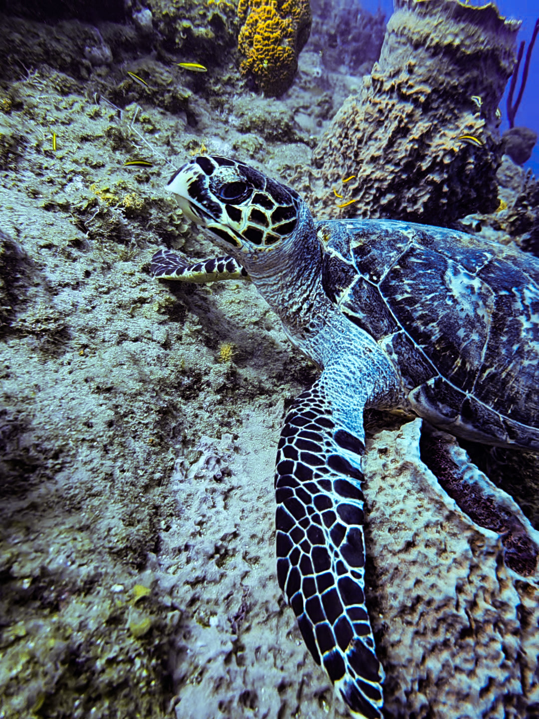 A Bespoke Scuba Experience: Your Dives, Your Way