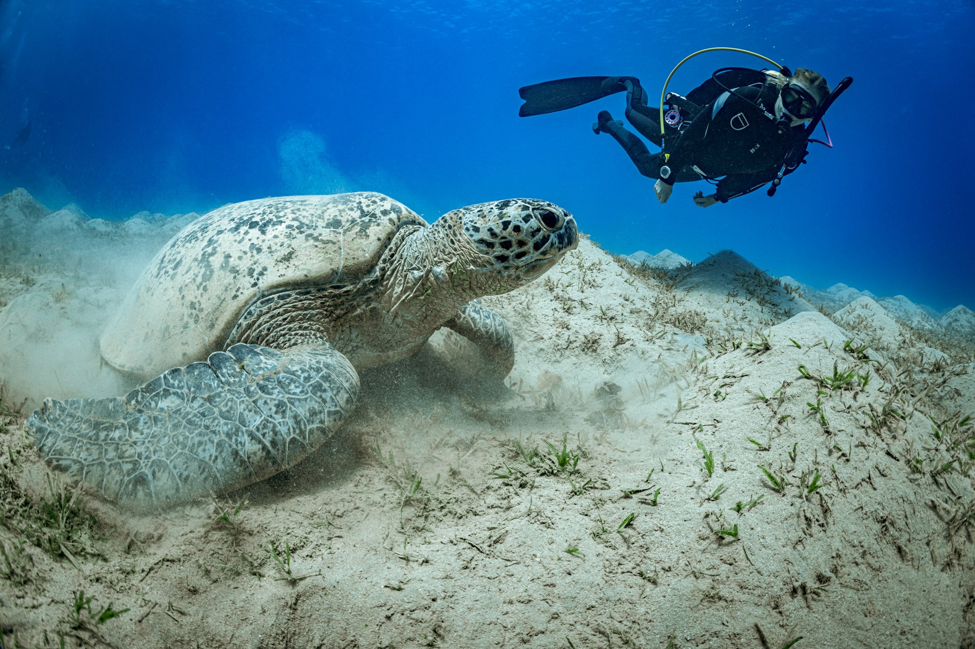 Peak Performance Buoyancy Certification